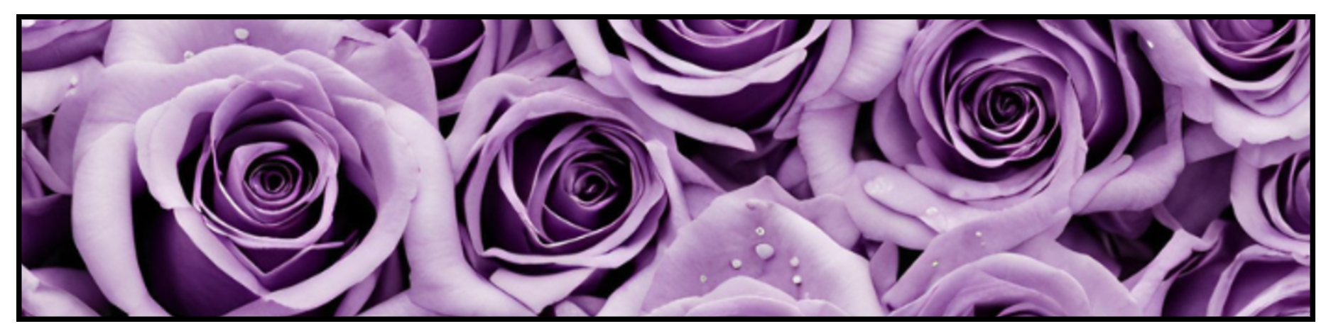 lavender-roses-for-valentine-s-day.png